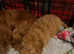 Ruby Toy Cavapoo Puppies Last Puppy