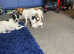 8wk old JRT ready now  1st jab done 2nd paid for  LEEDS