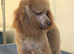 F1 toy Cockapoo puppies