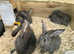 8 wk old Flemish giant