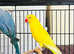 Beautiful young yellow Indian ringnick