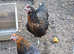 Speckled  black rock  copper maran Sussex  hens