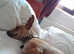 Honey little Chihuahua mix girl almost 4 years old , we rescued and now we look for her forever home