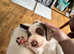 KC Registered English Springer Spaniel Puppies