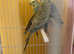 Breeding pair of budgies for sale