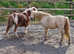 Licenced SPSBS registered SA Clear proven mini stallion