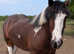 Beautiful Andulucian, Dutch warmblood X cob