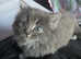 Cute kitty for sale