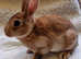 Mini rex youngsters available