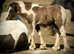 "TGCA registered Mini Cob Colt"