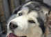 Beautiful  female bi eyed alaskan  malamute