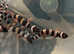 Super hypo and normal hypo baby geckos for sale