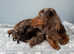 Adorable Longhair mini dachshund X puppies