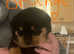 Rottweiler pups for sale