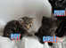 3 gorgeous kittens for sale