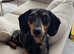 Mini Dachshund Rehome