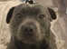 Female blue Staffordshire bull Terrier For Sale