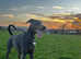 Beautiful blue Kc Doberman female