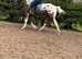 15.1/2h Irish sports mare
