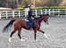 Stunning 4yo Mare showjumping/dressage/ Event prospects