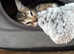 Mixed Maine Coon kittens - Ready now