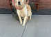 My golden retriever