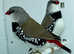 Pair of Diamond Firetail Finches For Sale