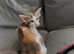 Oriental Bicolour Tortie kitten