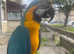 10 month old macaw