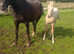 Pally blanket spot pt breed appy x warmblood