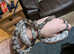 Rat snake for sale