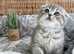 2 AVAILABLE READY NOW OUTSTANDING TICA KITTENS