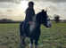 Breaking& schooling livery/ rider/ trainer in Manchester