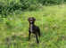 Gwp German wire haired pointer
