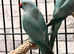 Beautiful baby blue Indian ringnick parrot