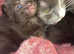 Female kitten