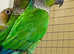 Beautiful conure parrot for sale