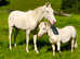 Quarter horse , cremello , gelding.