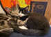 Female siblings needing new home