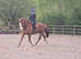 EVENTER in the making 17.1hh ID X gelding proven hunter/allrounder