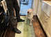 English bull terrier male puppy