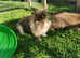 Bunnies lionhead