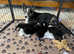 WELSH CARDIGAN CORGI BABIES FROM 5 STAR LICENSED HOME BREEDER