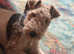 Wire Haired Fox Terrier 2 year old