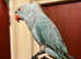 Beautiful baby blue Indian ringnick parrot