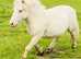 Cremello registered Shetland pony