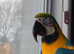 Fully tame macaw for sale