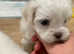 Ready now Morkie puppies for sale