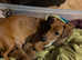Jack Russell cross Chihuahua