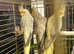 Cockateils for sale